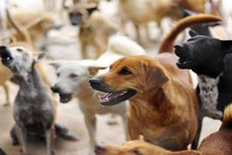 Hapur: जैन कन्या इंटर कॉलेज में आवारा कुत्ते का आतंक, चार छात्राएं घायल