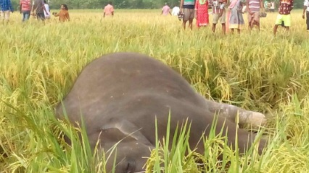 Haridwar में विशालकाय गजराज की करंट लगने से मौत