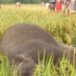 Haridwar में विशालकाय गजराज की करंट लगने से मौत