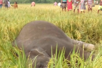 Haridwar में विशालकाय गजराज की करंट लगने से मौत