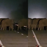 Haridwar: राष्ट्रीय राजमार्ग 109 पर हाथियों ने रोका यातायात