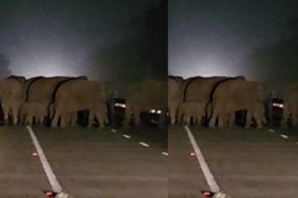 Haridwar: राष्ट्रीय राजमार्ग 109 पर हाथियों ने रोका यातायात