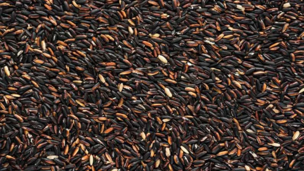 Maharashtra: सांगली में काला चावल और तुलसी चावल की खेती, किसानों की प्राथमिकता और पारंपरिक विधियाँ