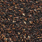 Maharashtra: सांगली में काला चावल और तुलसी चावल की खेती, किसानों की प्राथमिकता और पारंपरिक विधियाँ