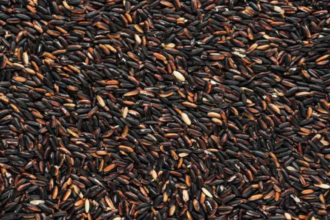 Maharashtra: सांगली में काला चावल और तुलसी चावल की खेती, किसानों की प्राथमिकता और पारंपरिक विधियाँ