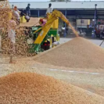 Ministry Agriculture: भारत में 2023-24 फसल वर्ष में चावल और गेहूं के उत्पादन में रिकॉर्ड बढ़ोतरी 5 Ministry Agriculture: भारत में 2023-24 फसल वर्ष में चावल और गेहूं के उत्पादन में रिकॉर्ड बढ़ोतरी