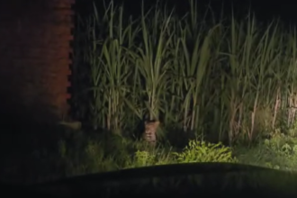 Moradabad के तीन गांवों में तेंदुए का खौफ, मोबाइल में कैद की तस्वीरें