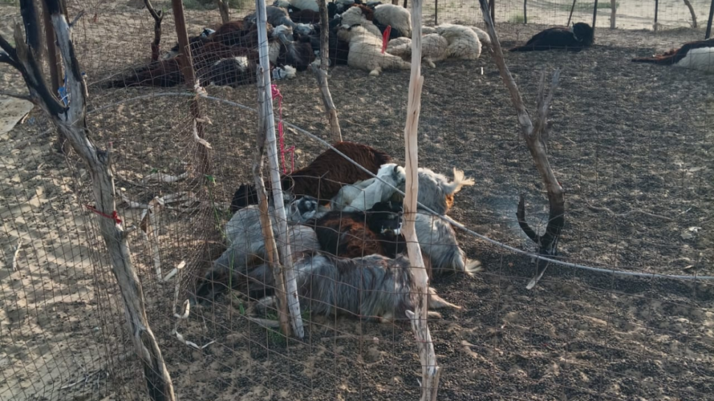 Rajasthan: जैसलमेर में करंट लगने से 81 पशुओं की मौत