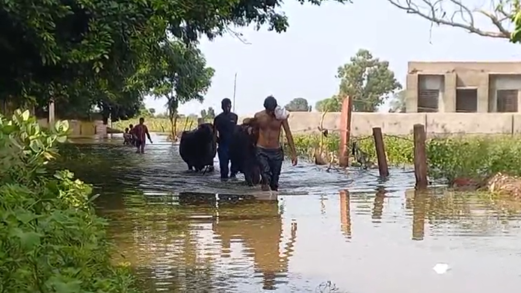 Rajasthan: 'धौलपुर' भारी बारिश से फसलें बर्बाद