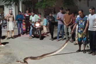 Rajasthan: पुष्कर की सड़कों पर 12 फीट लंबे अजगर से मची दहशत