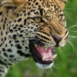 Udaipur में आदमखोर पैंथर का आतंक: 11 दिनों में 7 लोगों की मौत