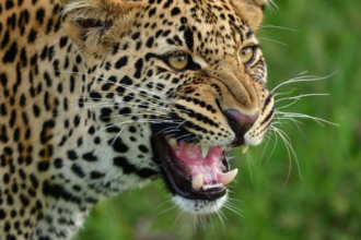 Udaipur में आदमखोर पैंथर का आतंक: 11 दिनों में 7 लोगों की मौत