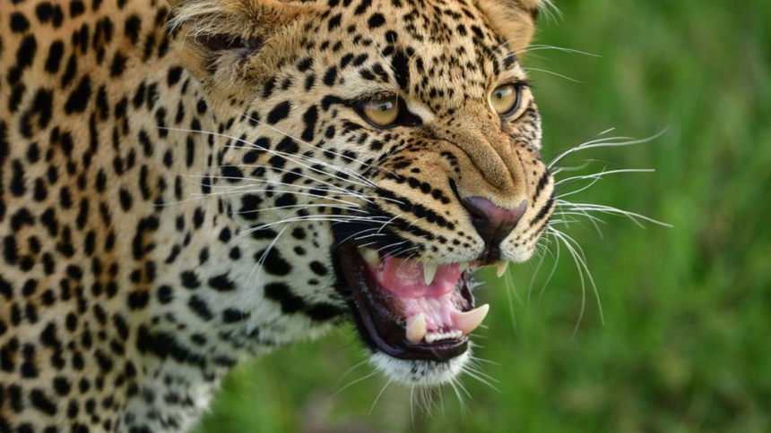 Udaipur में आदमखोर पैंथर का आतंक, 11 दिनों में 7 लोगों की मौत, गांवों में दहशत का माहौल 1 Udaipur में आदमखोर पैंथर का आतंक: 11 दिनों में 7 लोगों की मौत