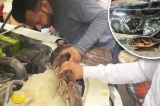 Prayagraj: गाड़ी के बोनेट में था विशाल अजगर, ड्राइवर की नज़र पड़ते ही हो गया बेहोश