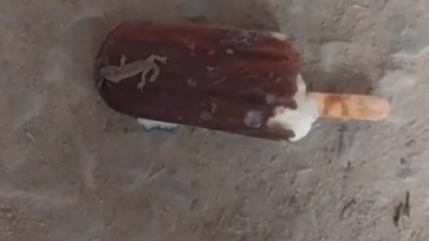 Bihar: आइसक्रीम के पैकेट में मिली मरी हुई छिपकली, लोगों ने कर दिया हंगामा