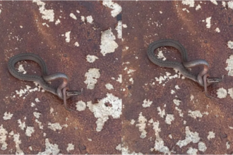 Viral Photo: सांप ने खुद का गला घोंटकर की आत्महत्या? सोशल मीडिया पर मचा हड़कंप