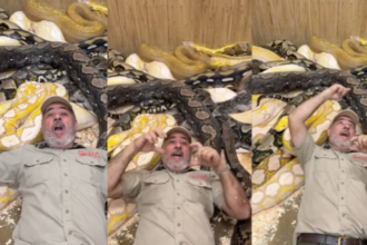 Viral Videos: विशालकाय अजगर के बीच जन्मदिन मना रहा था शख्स, आगे जो हुआ देखकर यकीन करना होगा मुश्किल