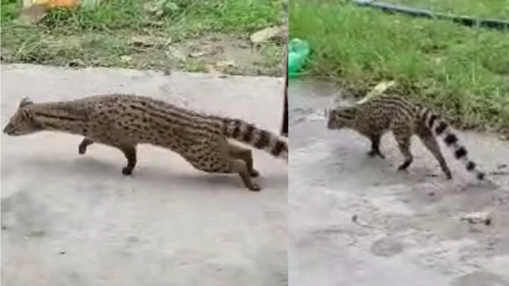 Bihar: मुज़फ्फरपुर में सूखे कुएं में दिखा अजीबोगरीब जानवर, लोगों की भारी भीड़ हुई जमा