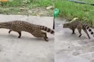 Bihar: मुज़फ्फरपुर में सूखे कुएं में दिखा अजीबोगरीब जानवर, लोगों की भारी भीड़ हुई जमा