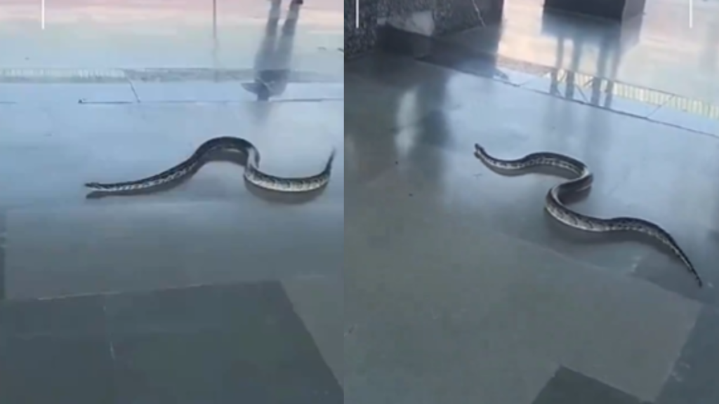 Rishikesh: रेलवे स्टेशन पहुंचा सांप, यात्रियों में मची भगदड़, देखे ये अजीबोगरीब वीडियो