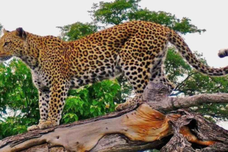 Udaipur में तेंदुए का आतंक: मंदिर से पुजारी को घसीटकर ले गया, 10 दिन में छठी मौत