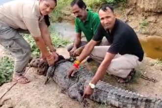 Kota: वन विभाग ने 12 फीट लंबे मगरमच्छ का किया रेस्क्यू, ग्रामीणों में फैली दहशत