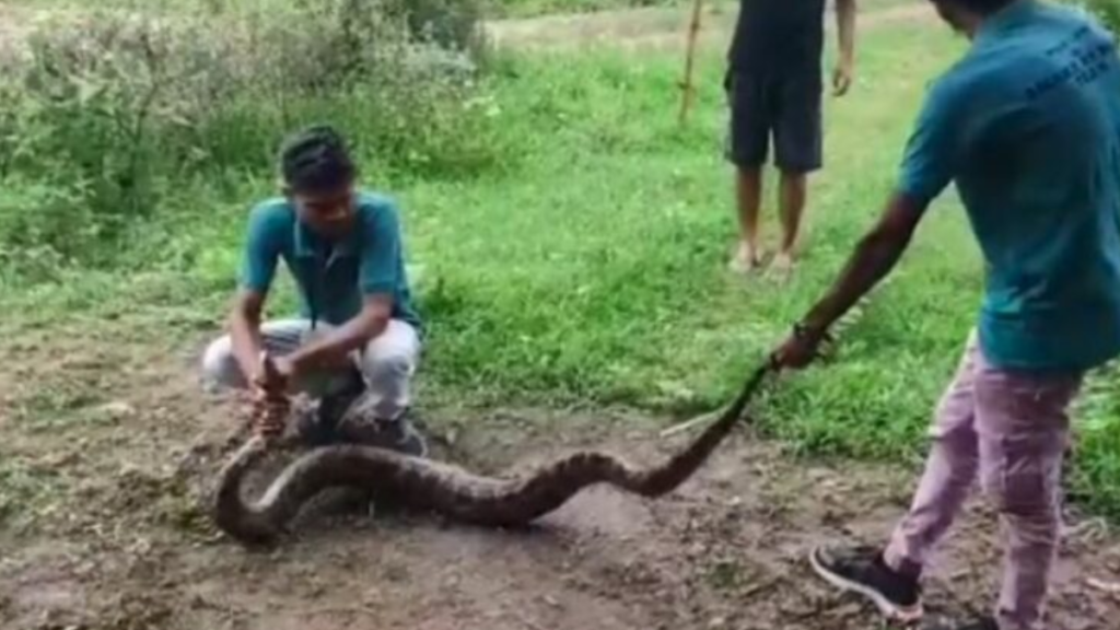 Hamirpur: पत्योरा गाँव में निकला 8 फीट लंबा अजगर, वन विभाग ने किया सफल रेस्क्यू