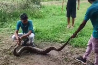 Hamirpur: पत्योरा गाँव में निकला 8 फीट लंबा अजगर, वन विभाग ने किया सफल रेस्क्यू