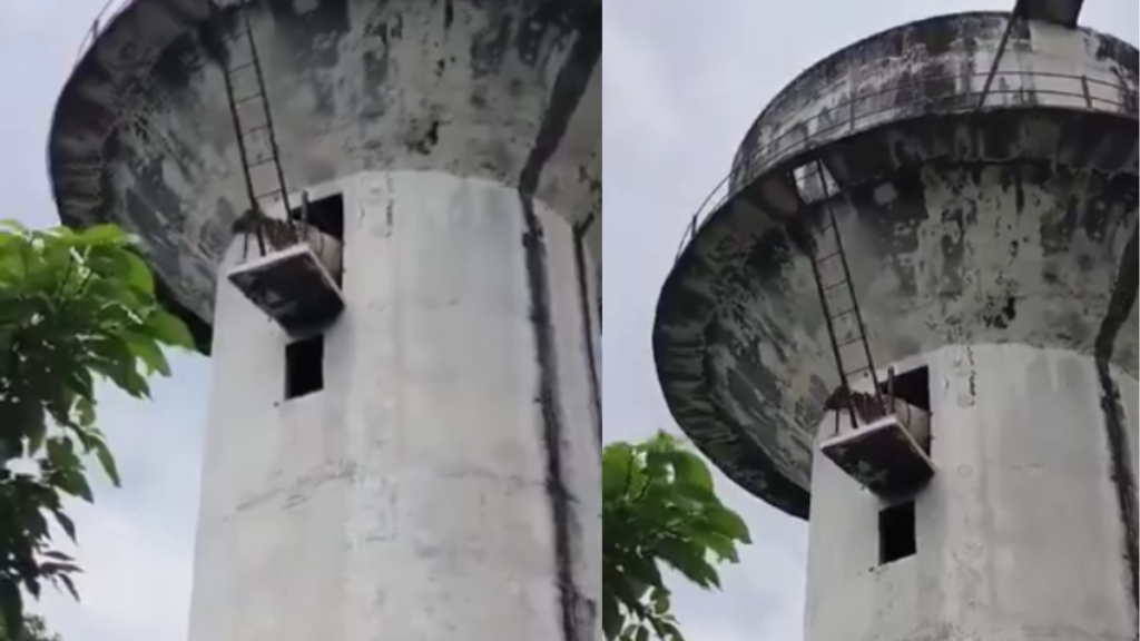 Lucknow में अजीब घटना: पानी की टंकी पर चढ़ी गाय, सुरक्षित उतारा गया