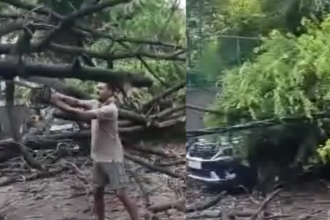 Delhi: ग्रेटर कैलाश में बारिश के बाद कार पर गिरा विशालकाय पेड़, कोई हताहत नहीं