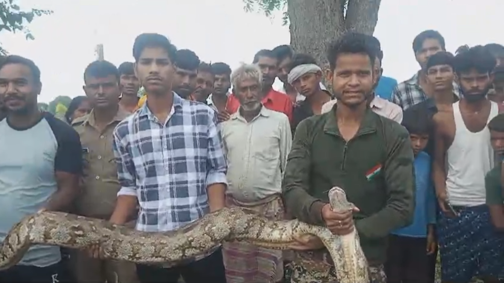 Hardoi: 15 फुट के अजगर ने गांव में मचाई दहशत,