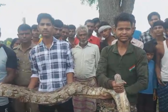 Hardoi: 15 फुट के अजगर ने गांव में मचाई दहशत,
