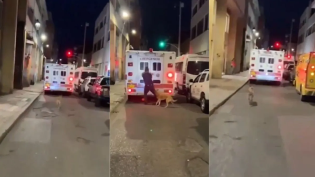 Viral Videos: सोशल मीडिया पर वायरल हुआ कुत्ते का भावुक वीडियो, एंबुलेंस के पीछे दौड़कर पहुंचा अस्पताल