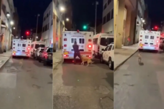 Viral Videos: सोशल मीडिया पर वायरल हुआ कुत्ते का भावुक वीडियो, एंबुलेंस के पीछे दौड़कर पहुंचा अस्पताल