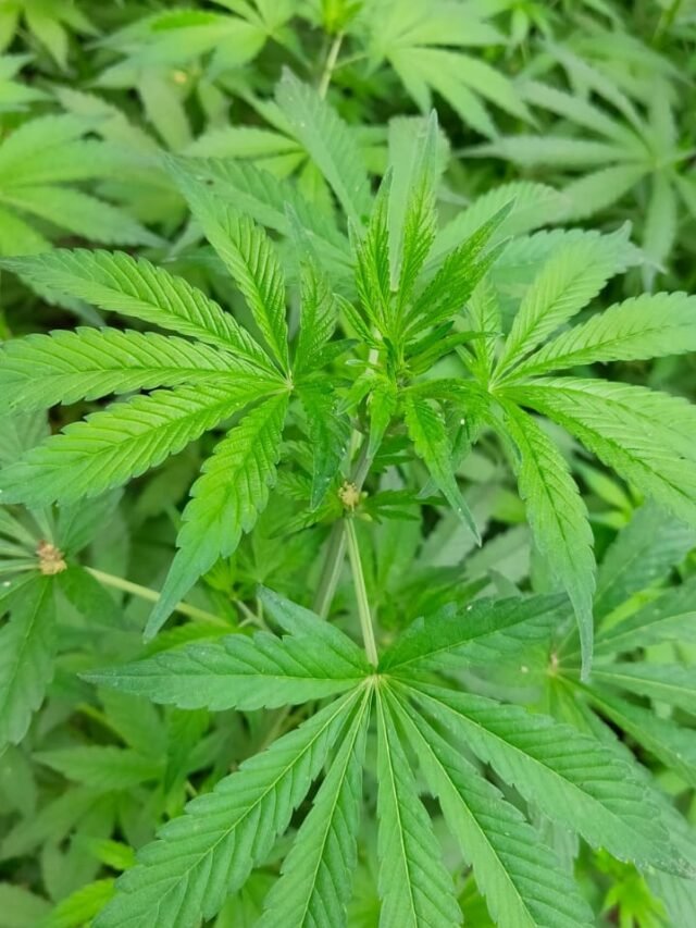 bhang-medicinal-benefits-holy-plant