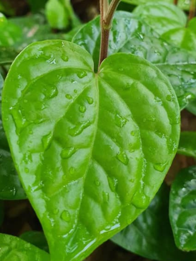 benefits-of-chewing-betel-leaf