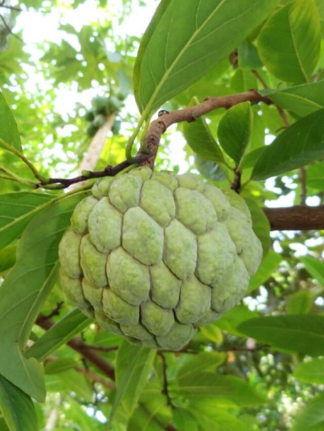 benefits of custard apple leaves