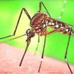 worldwide में डेंगू के मामले, महामारी के बढ़ते आंकड़े और रोकथाम के उपाय