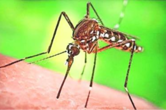 worldwide में डेंगू के मामले, महामारी के बढ़ते आंकड़े और रोकथाम के उपाय