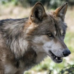 आदमखोर भेड़िया