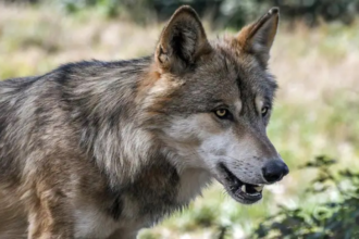 आदमखोर भेड़िया