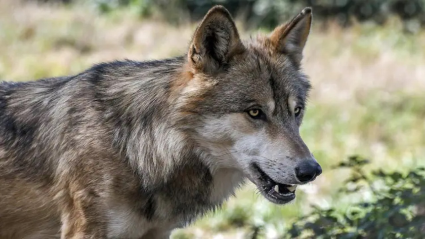 आदमखोर भेड़िया