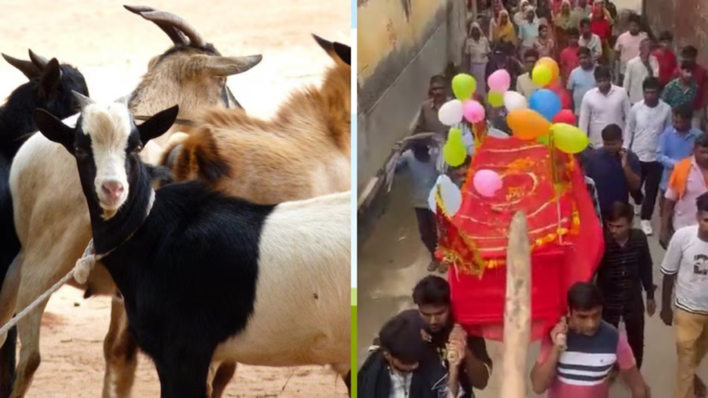चामुंडा मैया के नाम पर छोड़े गए बकरे का धूमधाम से अंतिम संस्कार