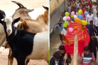 चामुंडा मैया के नाम पर छोड़े गए बकरे का धूमधाम से अंतिम संस्कार