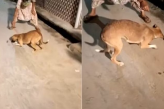 चूहे की हत्या