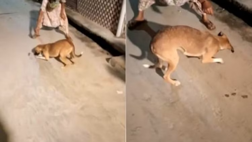 Budaun: चूहे की हत्या का वीडियो वायरल, महिला के खिलाफ केस दर्ज, पुलिस ने लिया एक्शन 1 चूहे की हत्या