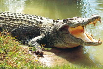 मगरमच्छ