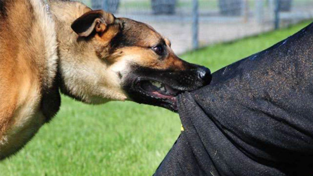 Ghaziabad: 'लोनी' पड़ोसी के कुत्ते के हमले में तीन बच्चे घायल