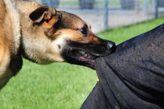 Ghaziabad: 'लोनी' पड़ोसी के कुत्ते के हमले में तीन बच्चे घायल