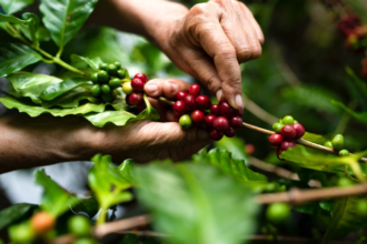 International Coffee Day